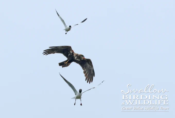 Western Marsh Harrier being mobbed by Black-headed Gull & Pied Avocet