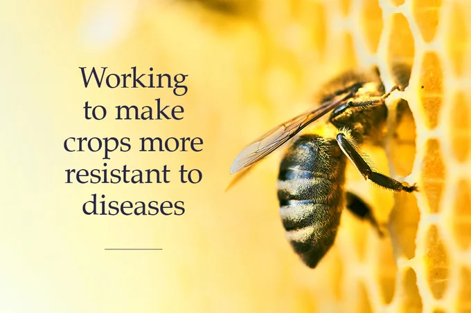 A bee is on a honeycomb next to the text: "Working to make crops more resistant to diseases."