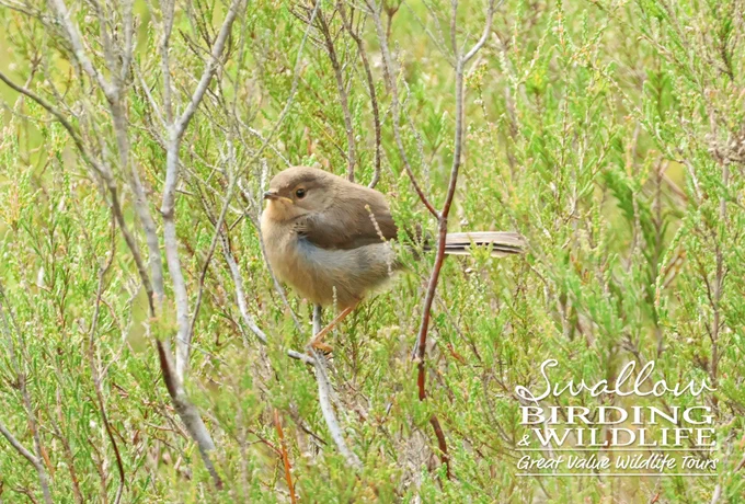 Dartford Warbler