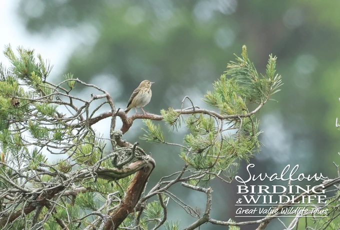Tree Pipit