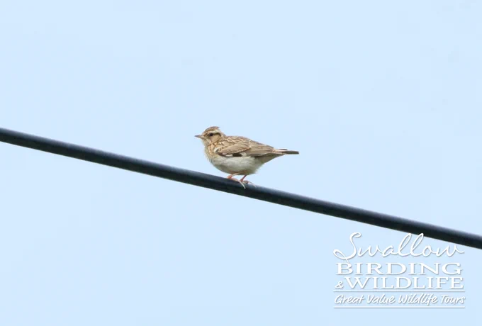 Woodlark