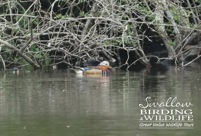 Mandarin Duck