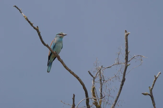 European Roller