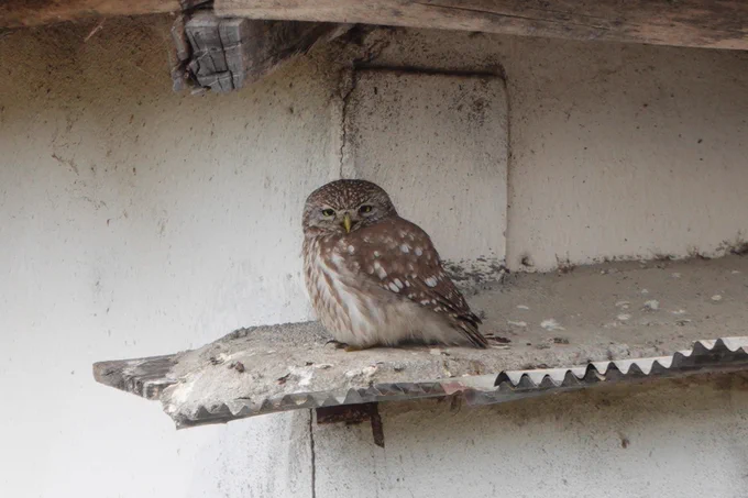 Little Owl
