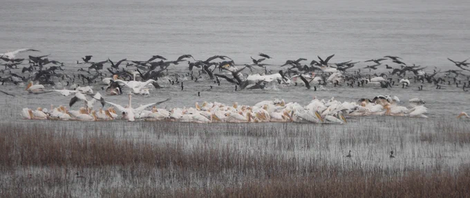 Great White and Dalmatian Pelicans and Great Cormorants and two sneaky Great Crested Grebes