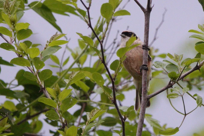 Penduline Tit