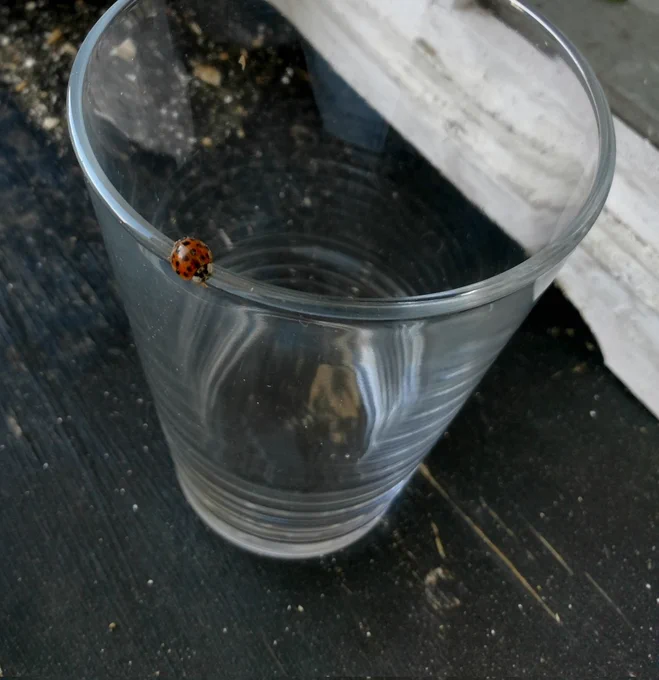 Marienkäfer auf einem leeren glas