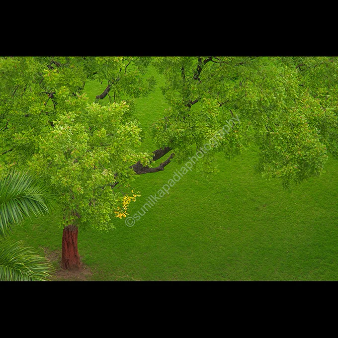 A color landscape of a garden with fresh green grass and a tree with fresh gree and yellow leaves appearing to be very peaceful, pleasing and soothing. It is the nature's best representation! Pune, Maharashtra, India
I shot this image to depict the peaceful atmosphere in a garden with one tree and full of fresh greenery.
To buy this photo art print, please message me directly here for more specifications and details. 