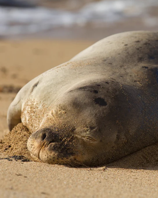 A Hawaiian Monk seal lies on a sandy beach, with its body partially covered in sand. The ocean is visible in the background, creating a serene coastal setting.