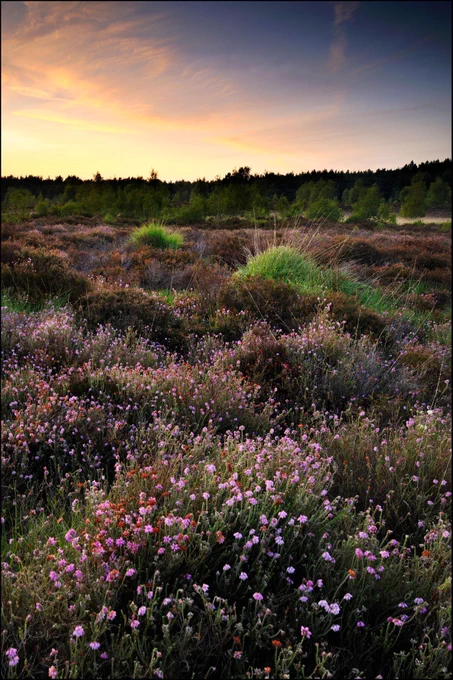 Low purple heather stretching across the open heathland.