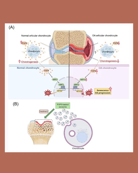 Image depicts schematic summary of the proposed fibroblast growth factor 9 (FGF9)-mediated mechanism in osteoarthritis (OA) and its therapeutic potential.