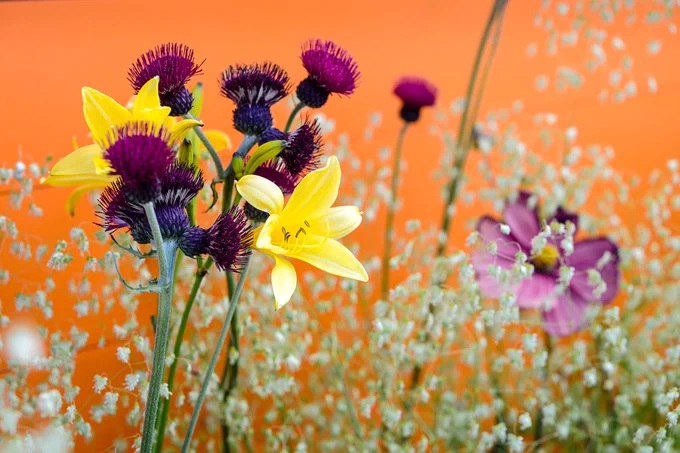 A vibrant planting scene featuring a yellow lily, purple thistles, and pink cosmos against an orange background.