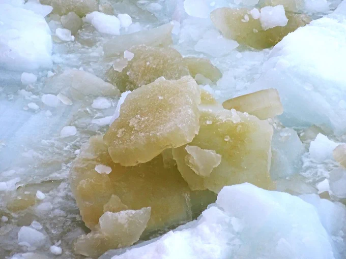 When sea-ice algae proliferate they turn the sea ice green. This darkening of the ice reduces its ability to reflect sunlight, amplifying sea-ice melting in summer. Photo: Rob Massom.