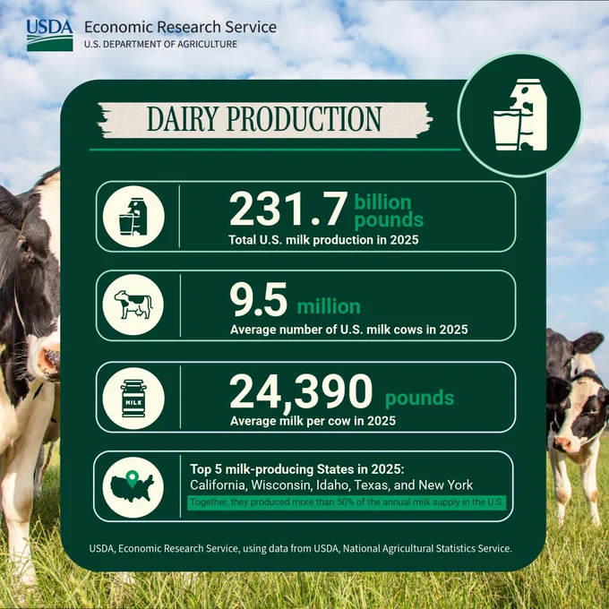 Graphic titled 'Dairy Production' with the USDA Economic Research Service logo at the top. Background shows dairy cows in a grassy field under a blue sky. Statistics include: '231.7 billion pounds — Total U.S. milk production in 2025'; '9.5 million — Average number of U.S. milk cows in 2025'; '24,390 pounds — Average milk per cow in 2025.' A box at the bottom lists the top five milk‑producing States in 2025: California, Wisconsin, Idaho, Texas, and New York, noting they produced more than 50% of annual U.S. milk supply.