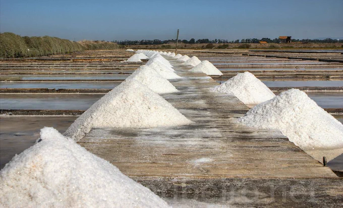 Montes de sal branco alinhados numa salina da Figueira da Foz, iluminados pela luz do dia, com céu limpo ao fundo.