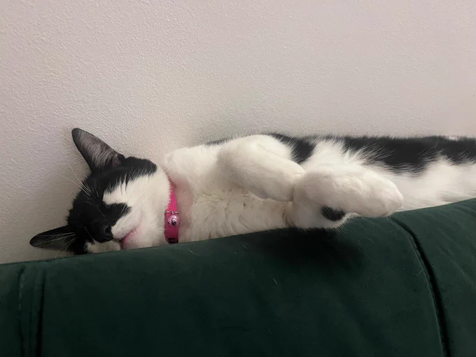 Moomin, a tuxedo cat with a lot of white on his belly, sleeps on the back of our sofa. He looks peaceful and happy. His front paws are curled and relaxed.