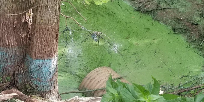 Large tree trunk with blue paint markings beside a green algae-covered pond with a partially submerged pipe.