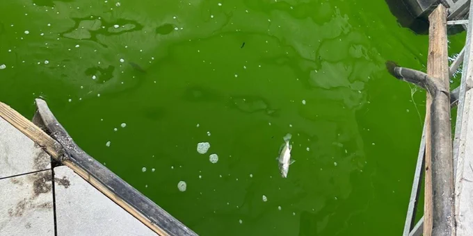Bright green algae covering water in a dock area with floating barriers and concrete edges.