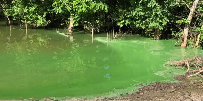 Green algae covering a calm pond surrounded by dense trees and a dirt path in the foreground.