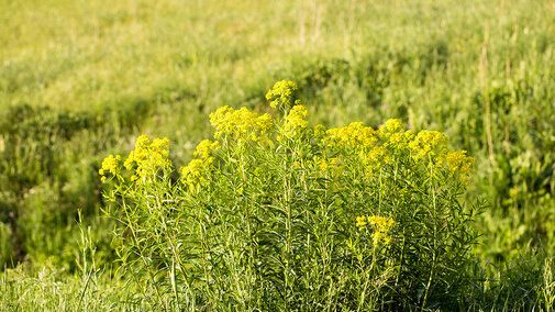 Yellow wildflowers blooming in a lush green field under sunlight.
