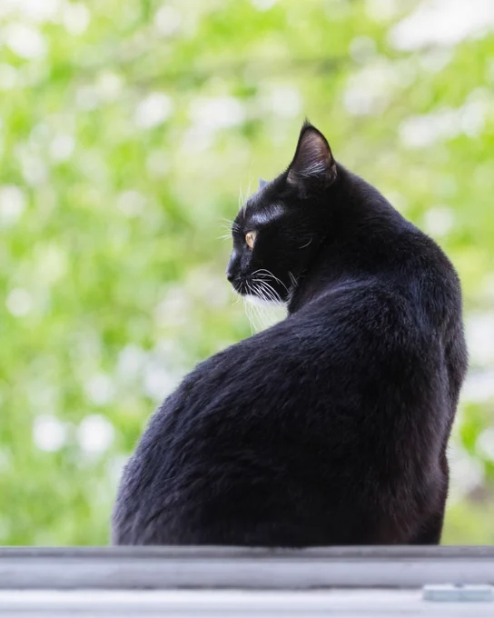 A black cat sits on the windowsill with yellow eyes looks to the left, with a blurred green background.