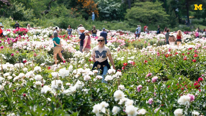 Visitors walk through the many flowering peony bushes during peak bloom at the W.E. Upjohn Garden