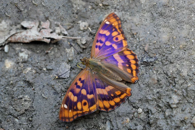 Freyer's Purple Emperor (Apatura metis), Butterflies of North Greece © Jon Dunn
