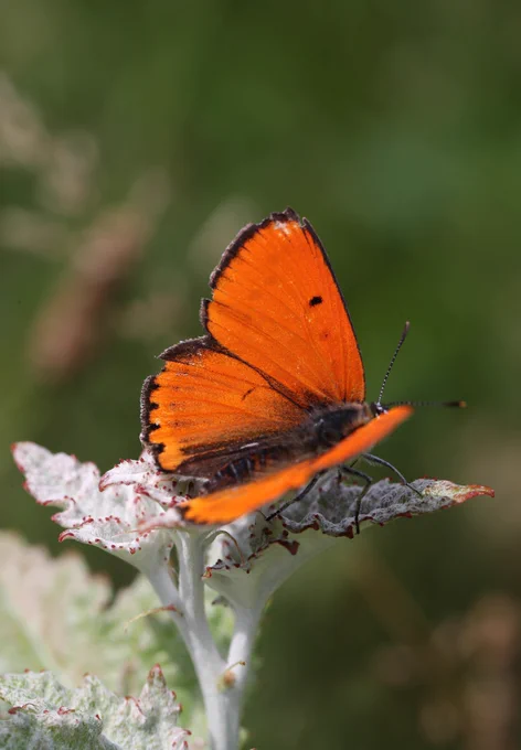 Large Copper (Lycaena dispar), Butterflies of North Greece © Jon Dunn

