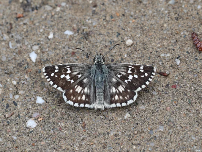 Sandy Grizzled Skipper (Pyrgus cinarae), Butterflies of North Greece © Jon Dunn
