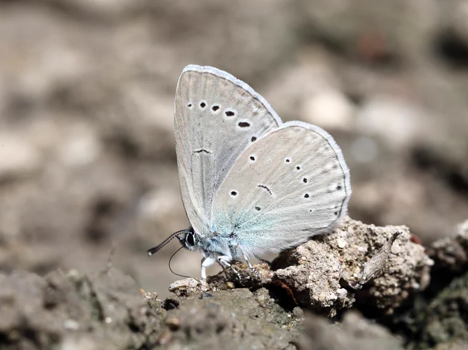 Iolas Blue (Iolana iolas), Butterflies of North Greece © Jon Dunn
