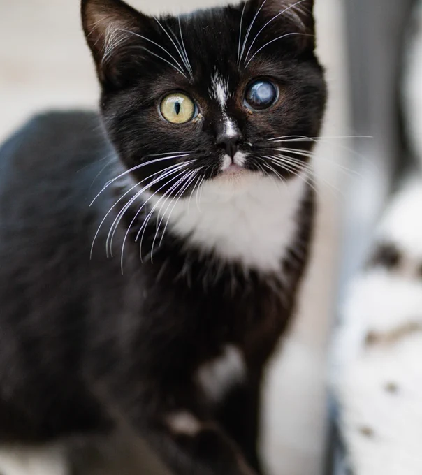 A black and white cat, featuring one yellow eye and one blue eye, sits on a wooden floor next to a plush, patterned blanket.