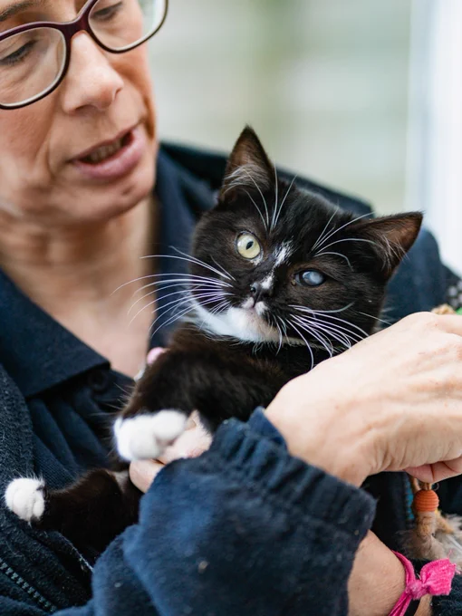 A person holding a black and white kitten, gently cradling it in their arms.
