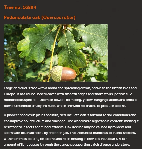 Tree no. 16894
Pedunculate oak (Quercus robur)
English oak
Large deciduous tree with a broad and spreading crown, native to the British Isles and Europe. It has round-lobed leaves with smooth edges and short stalks (petioles). A monoecious species – the male flowers form long, yellow, hanging catkins and female flowers resemble small pink buds, which are wind pollinated to produce acorns.

A pioneer species in plains and hills, pedunculate oak is tolerant to soil conditions and can improve soil structure and drainage. The wood has a high tannin content, making it resistant to insects and fungal attacks. Oak decline may be caused by mildew, and acorns are often affected by knopper gall. The trees host hundreds of insect species, with mammals feeding on acorns and birds nesting in crevices in the bark. A fair amount of light passes through the canopy, supporting a rich diverse understory.