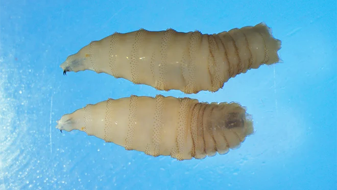 Source of the image: https://www.cdc.gov/new-world-screwworm/about/index.html