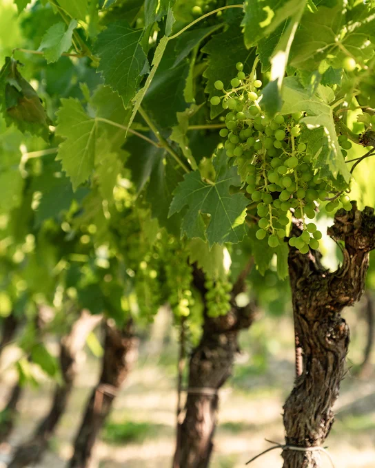 Close-up of green grapes ripening on the vine at Marchesi Frescobaldi vineyards in Tuscany. 