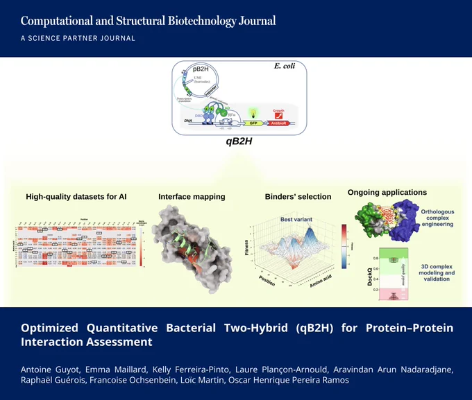 🔗 Optimized Quantitative Bacterial Two-Hybrid (qB2H) for Protein–Protein Interaction Assessment. Computational and Structural Biotechnology Journal (CSBJ). DOI: https://doi.org/10.34133/csbj.0098

📚 CSBJ - A Science Partner Journal: https://spj.science.org/journal/csbj
