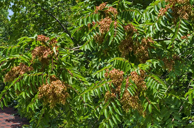 The lush green leaves of Tree of Heaven are deceptively appealing. The tree is quite devilish, wreaking havoc on its surroundings. 