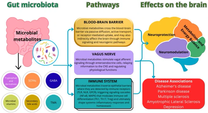 Figure 1. The impact of microbial metabolites on central nervous system functions within the framework of the “gut–brain” axis. 
Doi.org/10.3390/nu17193068