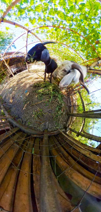 Tiny-planet view created from a 360° photograph at Palarca Tourism Farm. Two goats stand beneath a leafy trellis, nibbling fresh greenery. The fisheye perspective curves the ground into a small globe, surrounded by bamboo fencing, rustic farm structures, and a canopy of sunlit vines overhead. 🌿🐐