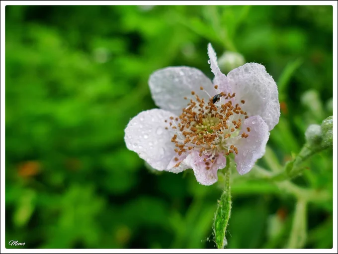 Bildbeschreibung: Ein kleiner schwarzer Käfer krabbelt auf der rosafarbenen, von kleinen Wassertropfen bedeckten Blüte einer Brombeere.