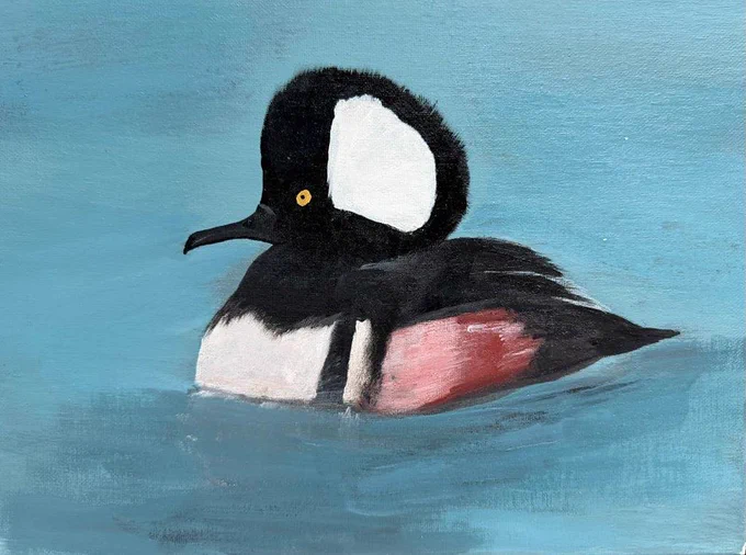 A male hooded merganser duck with distinctive black and white crest floating on calm blue water.