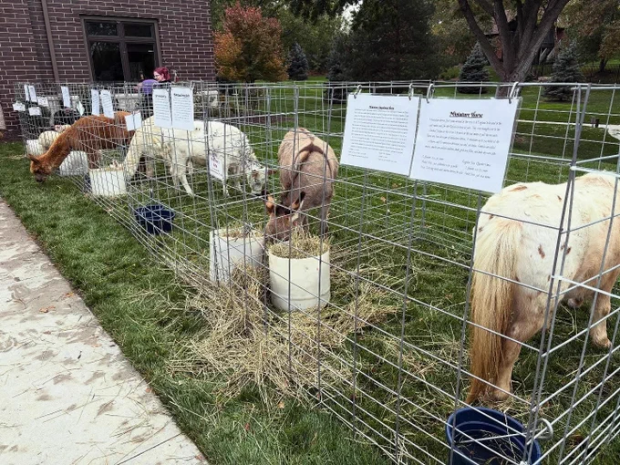 Several miniature horses and alpacas stand inside connected wire-fenced enclosures on a grassy lawn. The animals eat hay from feeding containers while informational signs hang on the fencing. A building, trees, and landscaped grounds are visible in the background.
