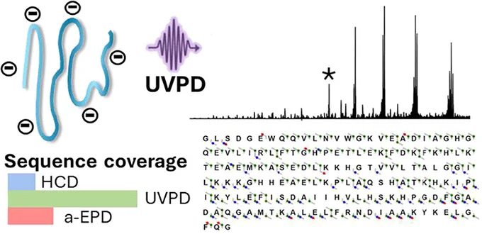 Top‑down proteomics in the negative mode remains challenging, but this study demonstrates how ultraviolet photodissociation (UVPD) improves fragmentation depth and sequence coverage for protein anions across a wide mass range. 

Read “Top‑Down Characterization of Protein Anions Using Ultraviolet Photodissociation Mass Spectrometry”, published in Journal of the American Society for Mass Spectrometry