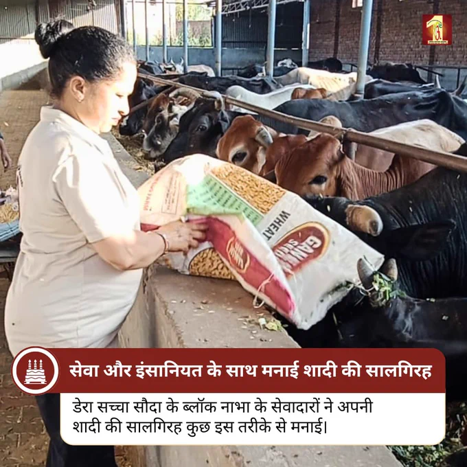 नाभा के सेवादारों ने अपनी शादी की सालगिरह को कुच्छ अलग और नेक तरीके से मनाया। उन्होंने गौशाला में गायों को चारा खिलाकर सेवा और इंसानियत की सुंदर मिसाल पेश की।

यह कार्य हमें सिखाता है कि जीवन के खास दिन सिर्फ अपने लिए नहीं, बल्कि दूसरों के लिए भी खुशियों का कारण बन सकते हैं। बेजुबानों की सेवा करना सच में दिल को सुकून देने वाला कार्य है।

आइए, हम भी अपने खास दिनों को सेवा के साथ यादगार बनाएं।