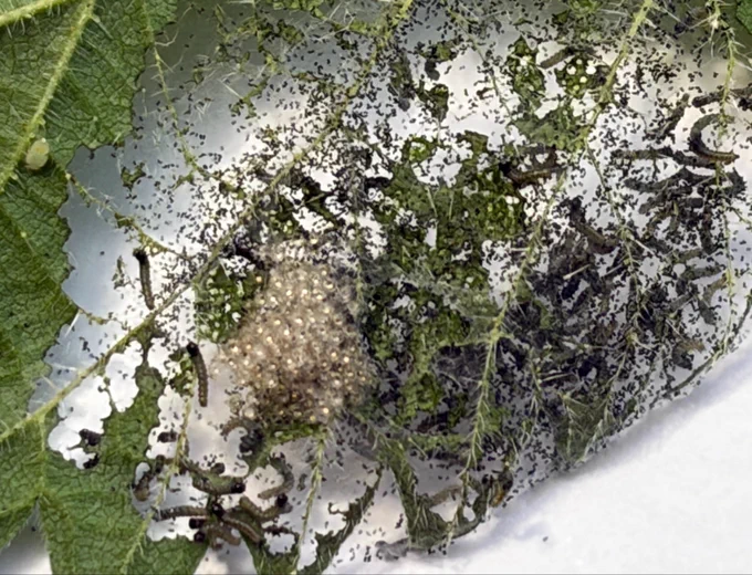 Nahaufnahme: Foto zeigt Blattunterseite von einem angefressenen Blatt einer Großen Brennessel.
Die Raupen vom Kleinen Fuchsfalter, Aglais urticae fressen am Blatt.