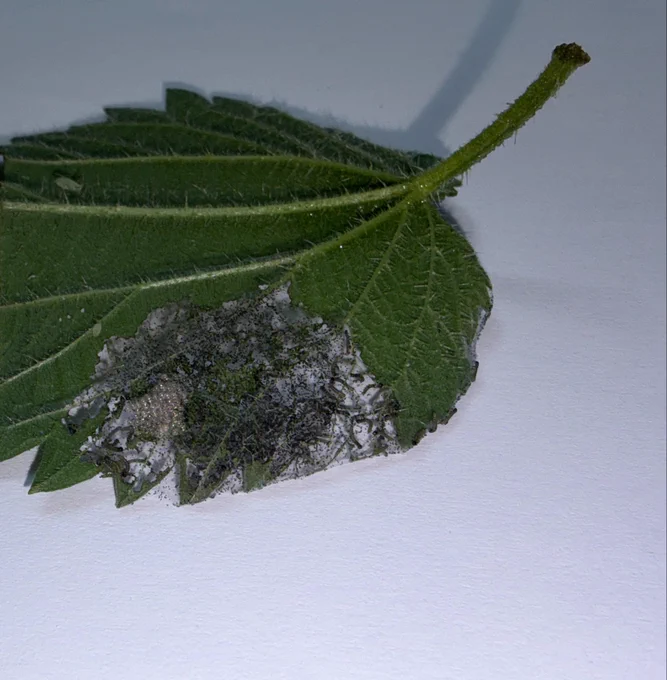 Foto zeigt Blattunterseite von einem angefressenen Blatt einer Großen Brennessel.
Die Raupen vom Kleinen Fuchsfalter, Aglais urticae fressen am Blatt.