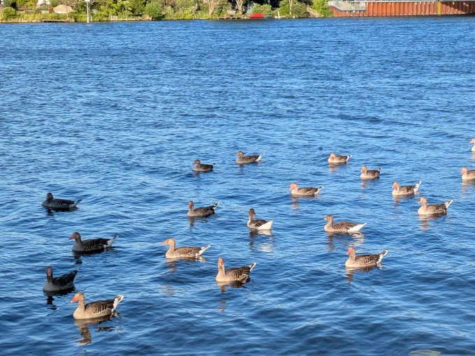 Das Bild zeigt einen Abschnitt der Spree. Im Hintergrund ist das entfernte Ufer zu erkennen, im Vordergrund treibt eine ganze Gruppe Graugänse entspannt auf dem Wasser in der Sonne