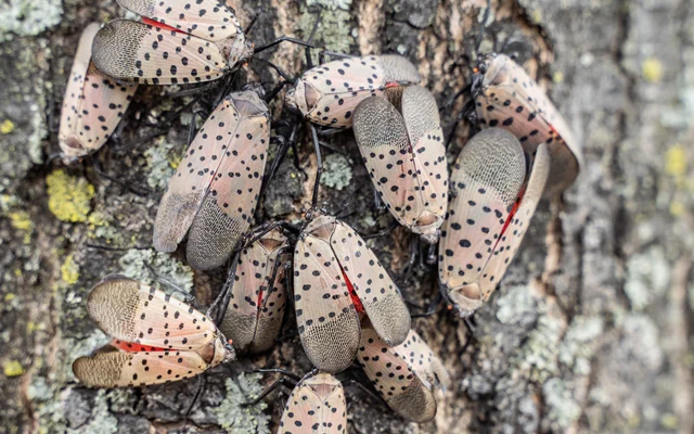 Spotted lanternflies cluster on a tree in Berks County, PA. Pennsylvania is one of many states experiencing population growth of the invasive insect. 