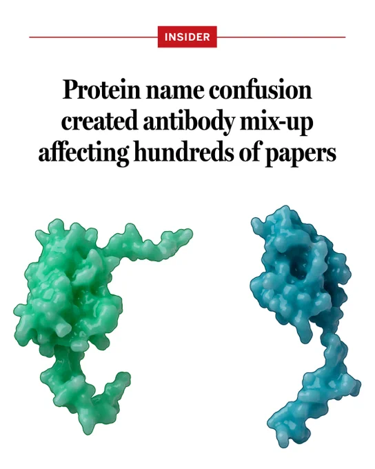 Protein name confusion created antibody mix-up affecting hundreds of papers