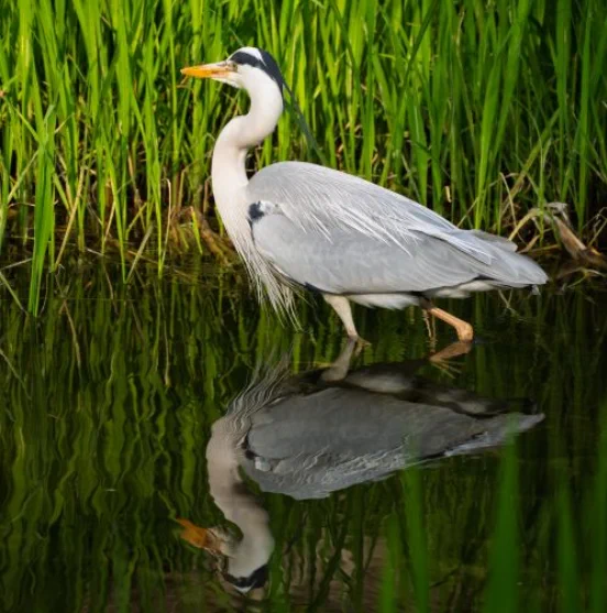 A heron standing in water with its reflection clearly seen in the water underneath